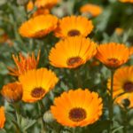 Calendula