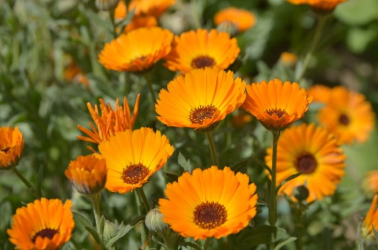 10 Choices for Winter Flowering Annuals Garden Lovers Club