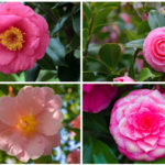 Camellia Plants Collage