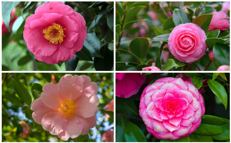 Camellia Plants Collage