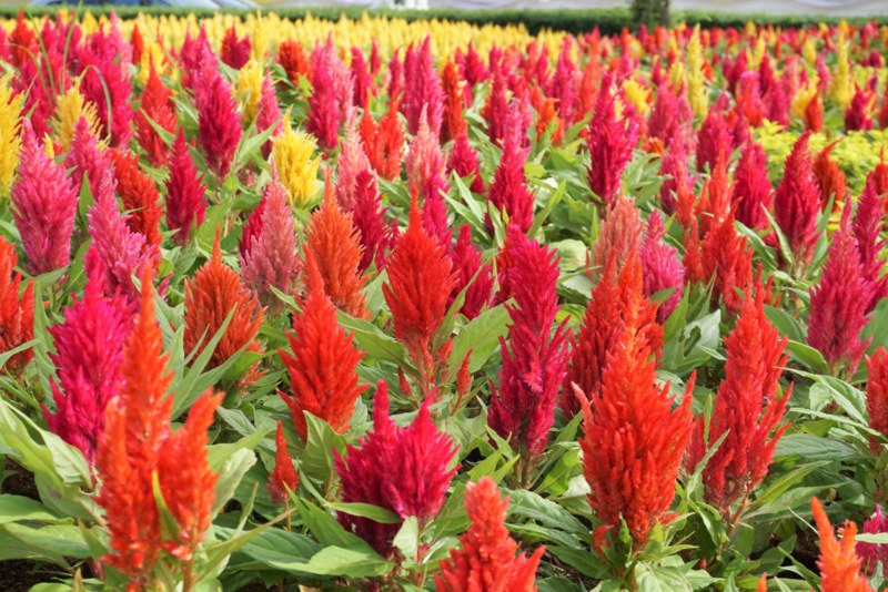 Celosia