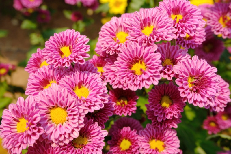 Chrysanthemum