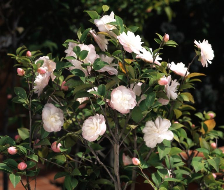 20 Different Types of Camellia Plants Garden Lovers Club