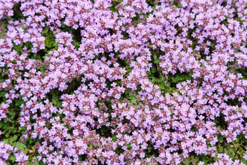 Creeping-Thyme