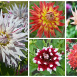 Dahlia Collage