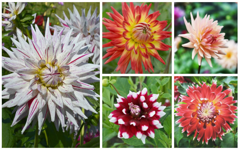 Dahlia Collage