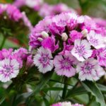 Dianthus