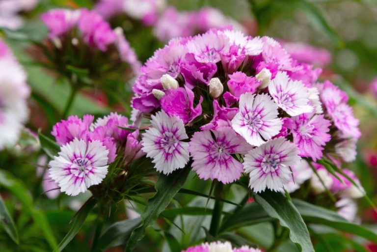 Tips for Growing Dianthus (Growing Guide) Garden Lovers Club