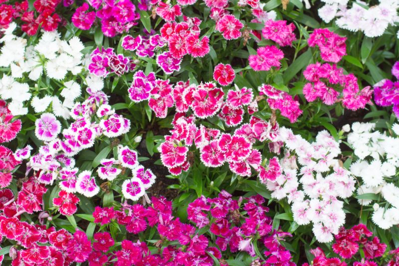 Dianthus Fire and Ice