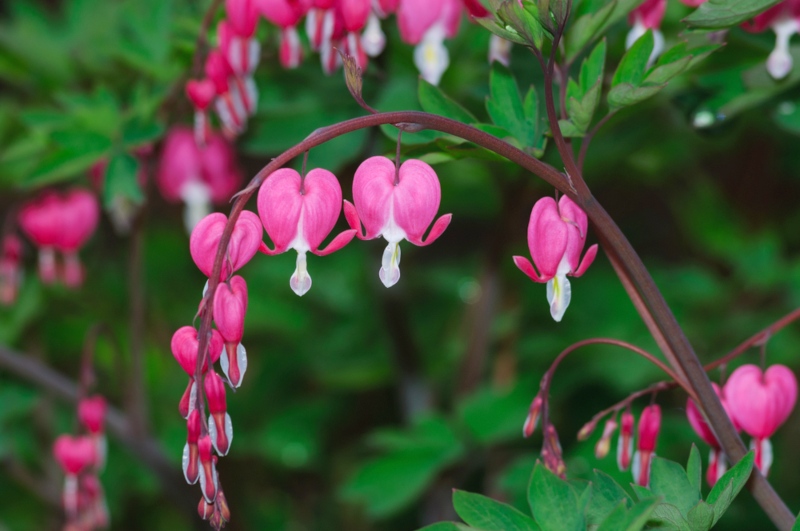 Dicentra