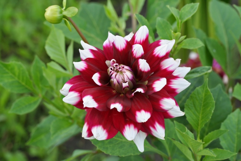 Duet Dahlias