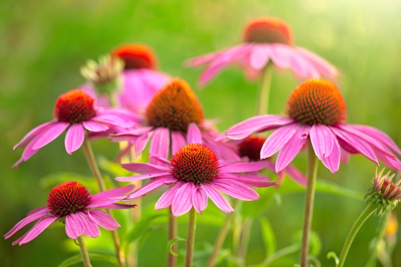 Echinacea Julia Coneflower