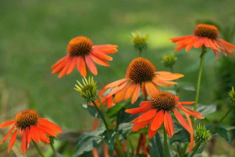 Echinacea Tomato Soup