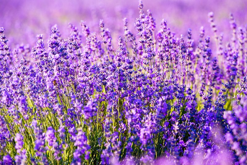 English Lavender