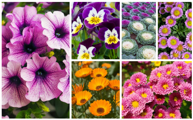 Fall-Blooming Annuals