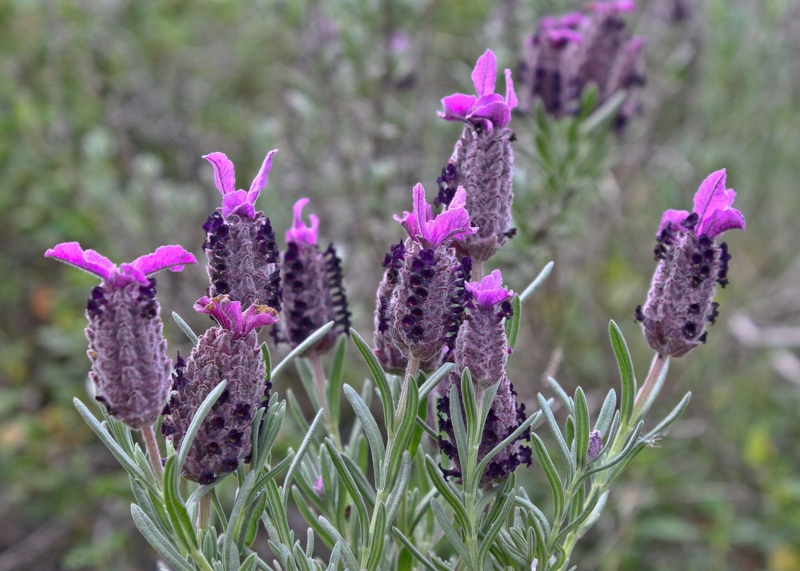 Fathead French Lavender