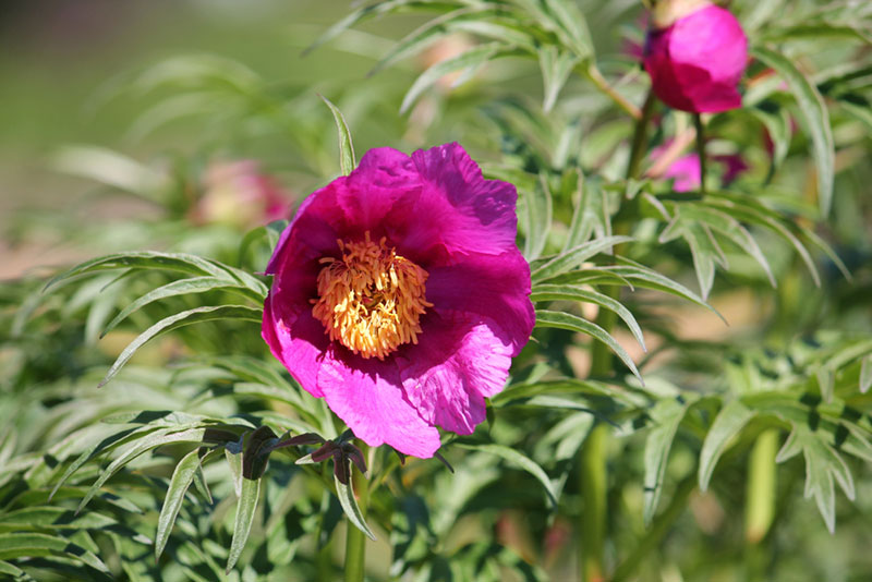 Fernleaf Peony