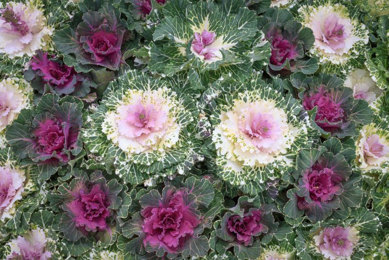 Flowering Kale