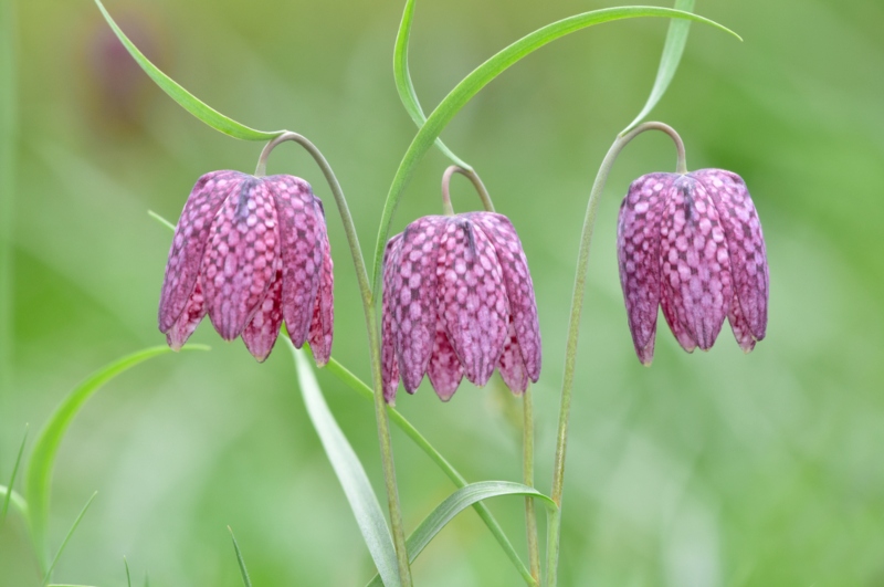 Fritillaria Meleagris
