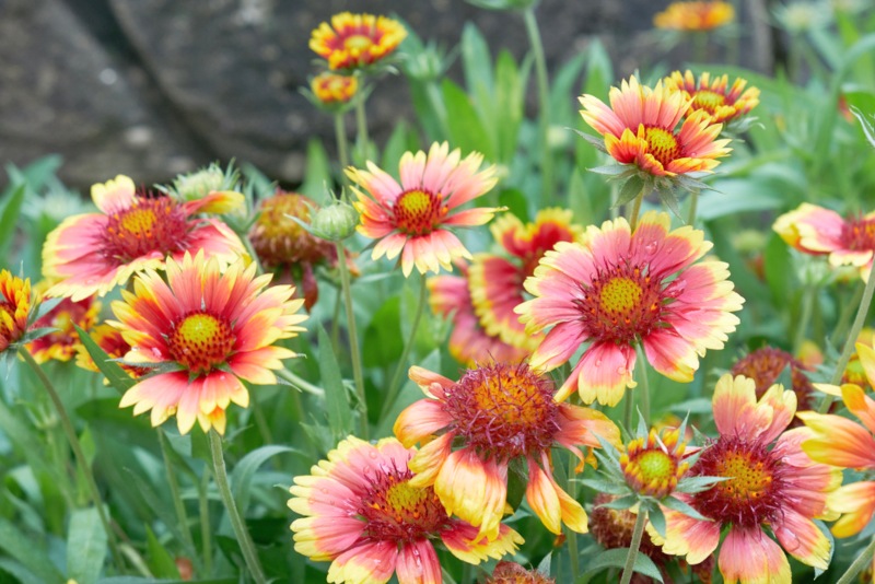 Gaillardia