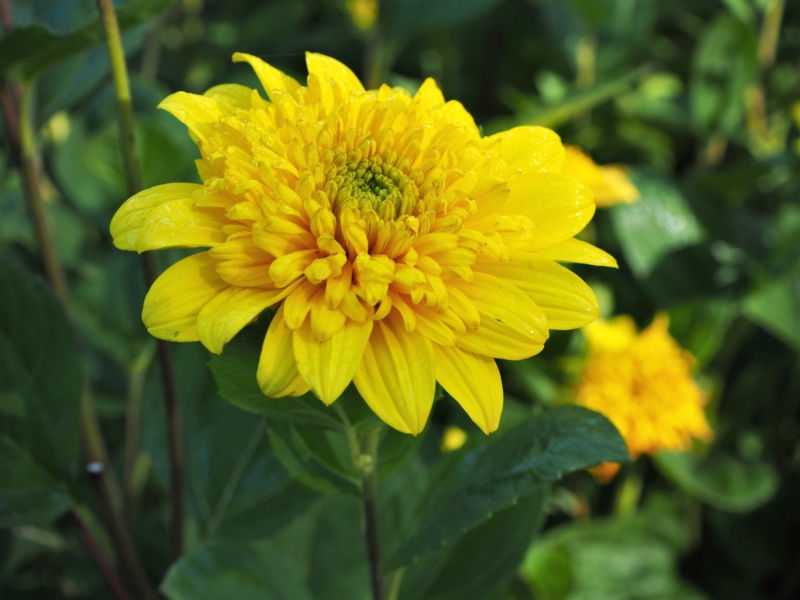 Helianthus Happy Days