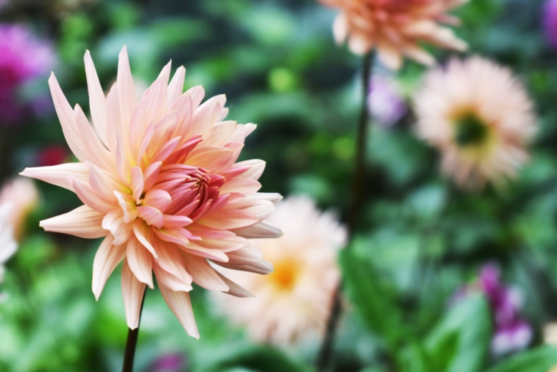 Henriette Dahlias