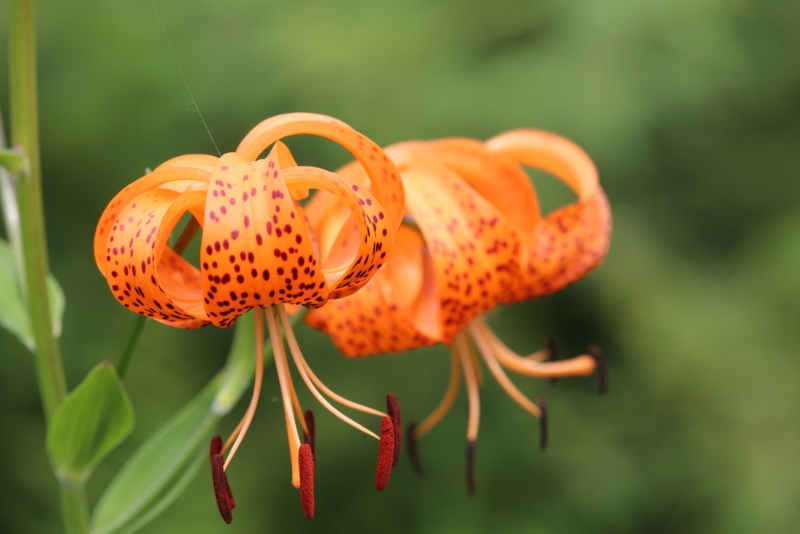 Henry’s Lily