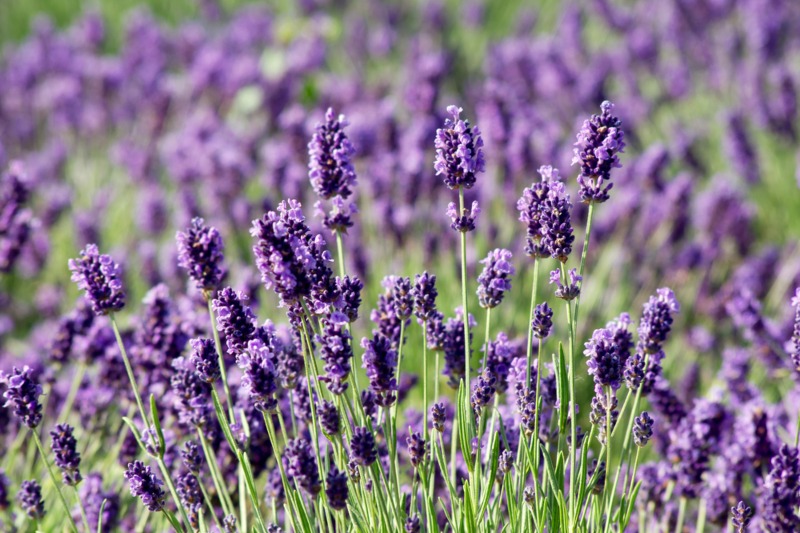 Hidcote English Lavender