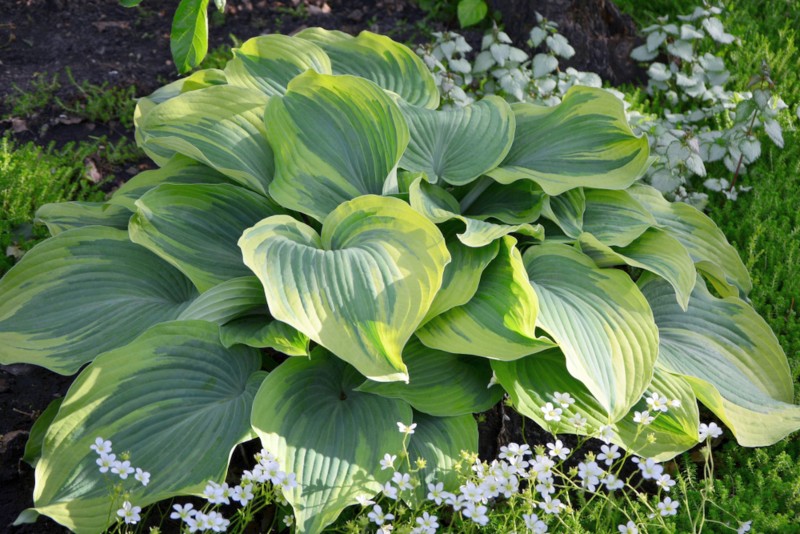 Hosta American Halo