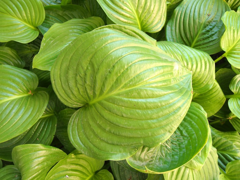 Hosta August Moon