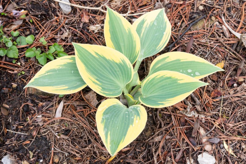 Hosta Autumn Frost