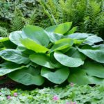 Hosta Blue Angel