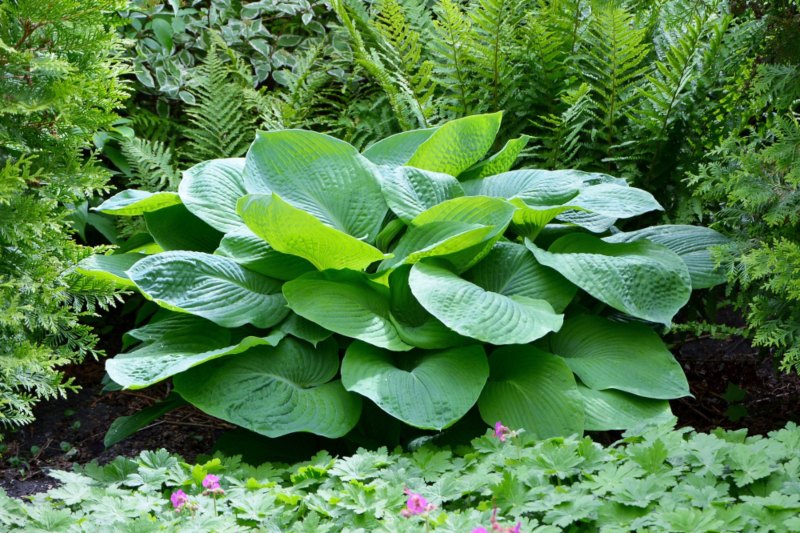 Hosta Blue Angel