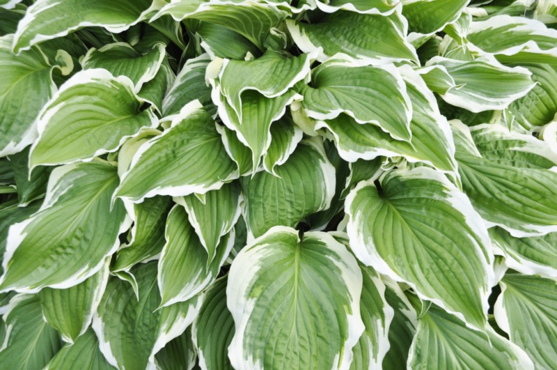 Hosta Crispula