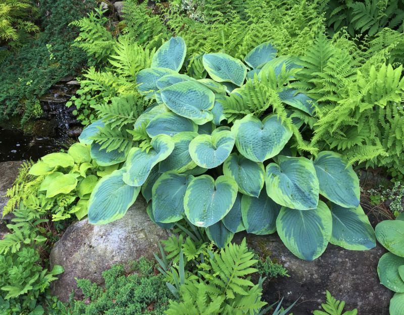 Hosta Frances Williams