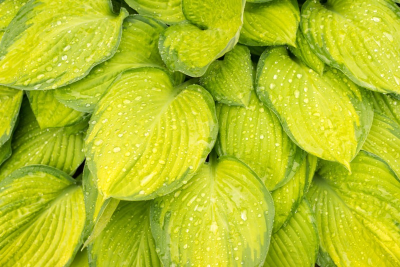 Hosta Guacamole