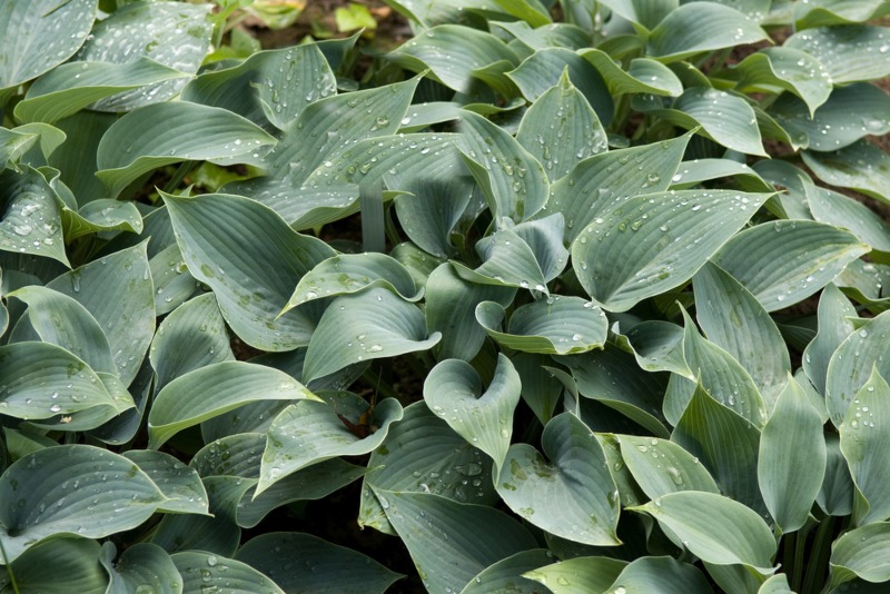 Hosta Halcyon