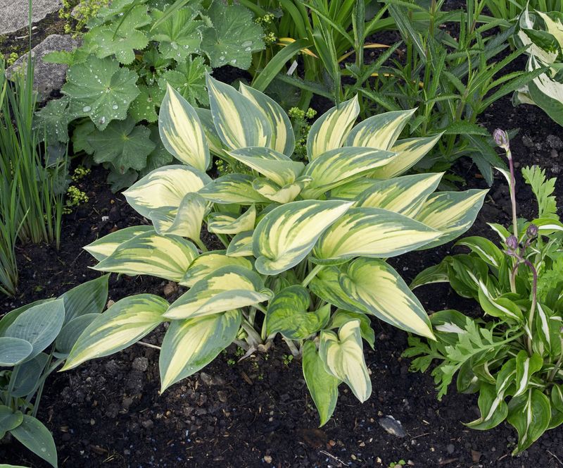 Hosta June