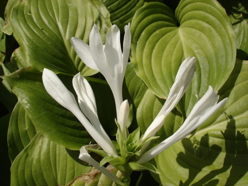 Hosta Royal Standard