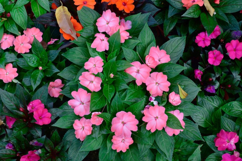 Impatiens Divine Lavender