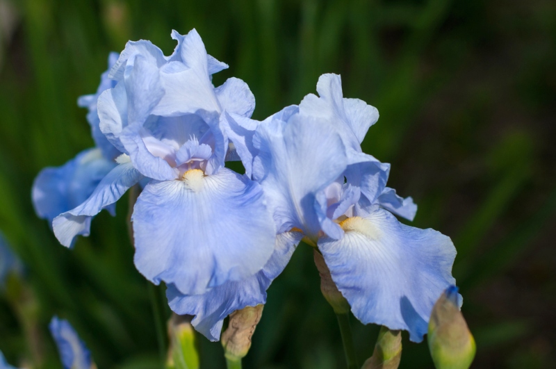 Iris Cloud Ballet
