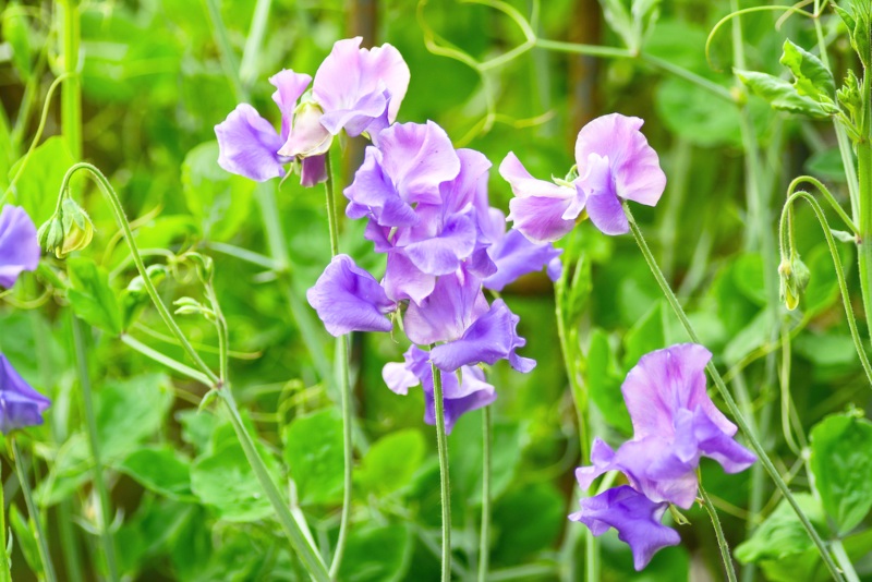 Lathyrus Odoratus Clotted Cream Sweet Pea