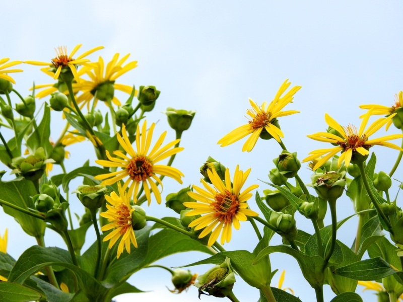 Lemon Queen Sunflower