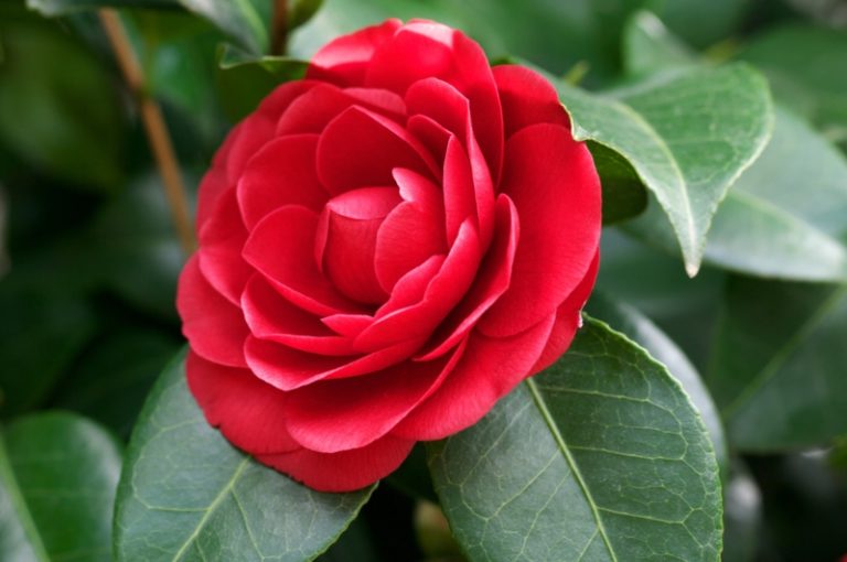 20 Different Types of Camellia Plants Garden Lovers Club