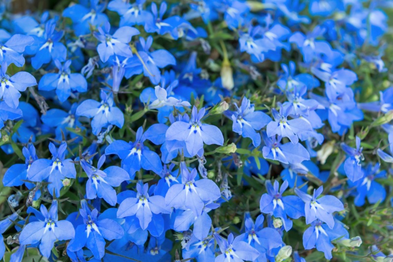 Lobelia