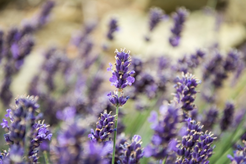 Loddon Blue English Lavender