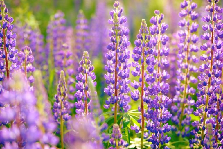 15 Perennials that Grow in Zone 6 - Garden Lovers Club