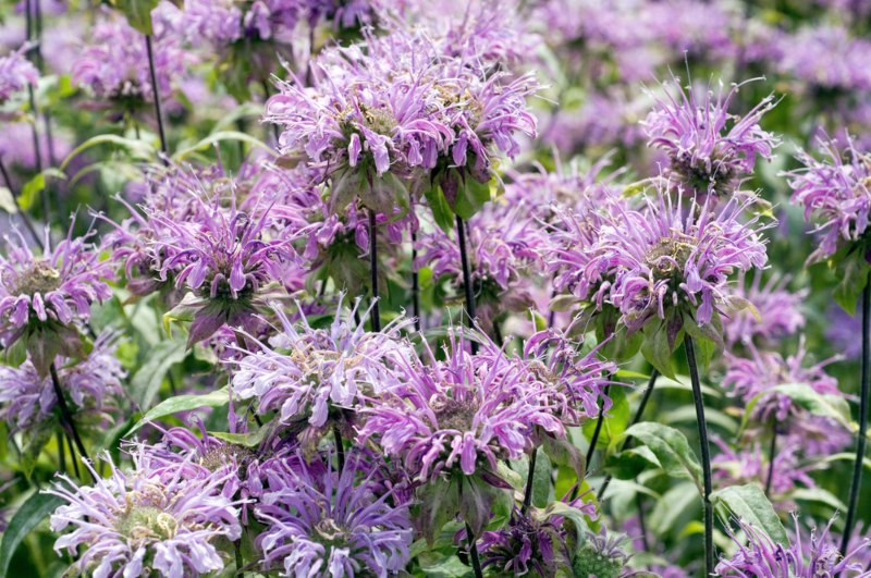 Monarda Blue Moon