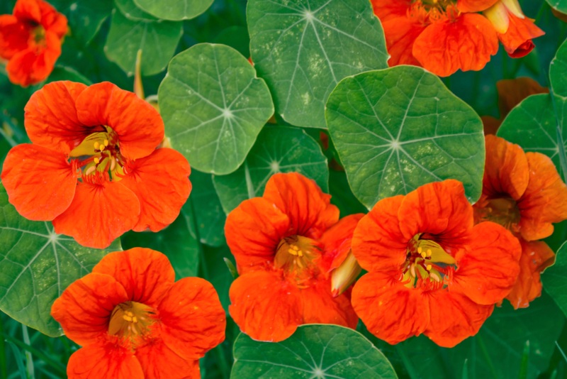 Nasturtium