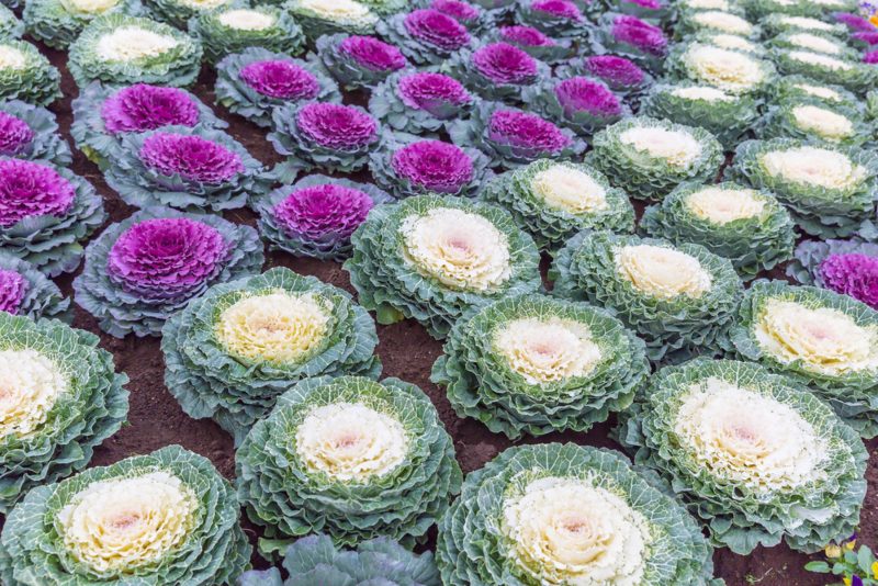 Ornamental Cabbage